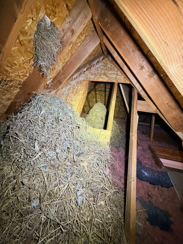 Attic contaminated with nesting debris and droppings from birds and rodents before cleanup