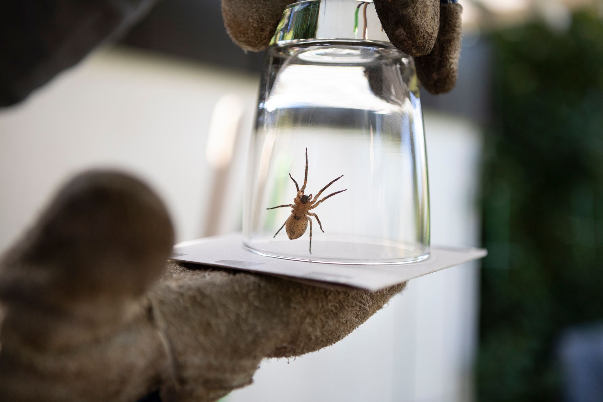 Spider control service preview